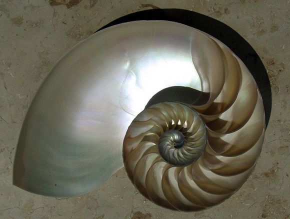 nautilus_cutaway_logarithmic_spiral1